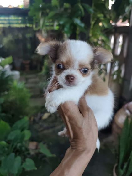 ชิวาวา (Chihuahua) เล็ก ชิวาว่าเพศผู้พิกัดจังหวัดอุดรธานี