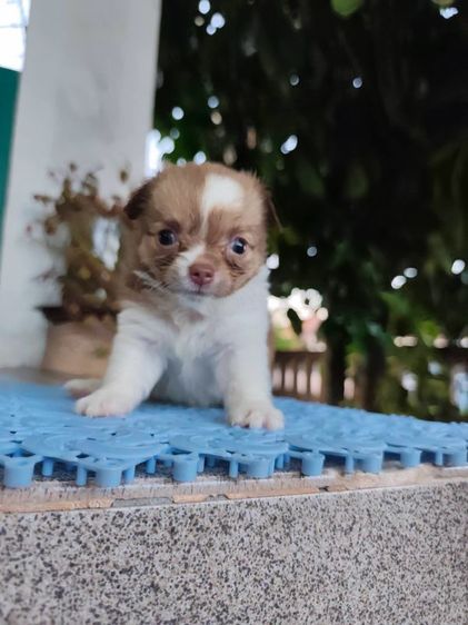 ชิวาวา (Chihuahua) เล็ก ชิวาวาเพศเมียจังหวัดอุดรธานี
