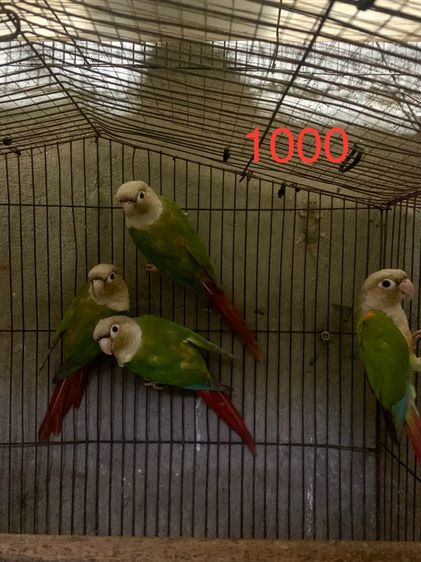 กรีนชีค หา🏠กรีนซีคพายแอพเปิ้ลตัวล1000บาท