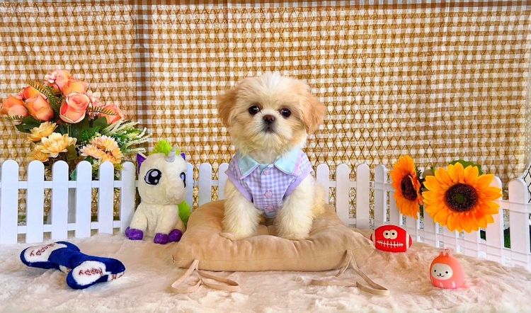 น้องชิสุ เพศ ญ หาบ้านค่า