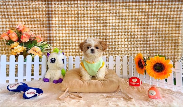 น้องชิสุ เพศญ หาบ้านค่า