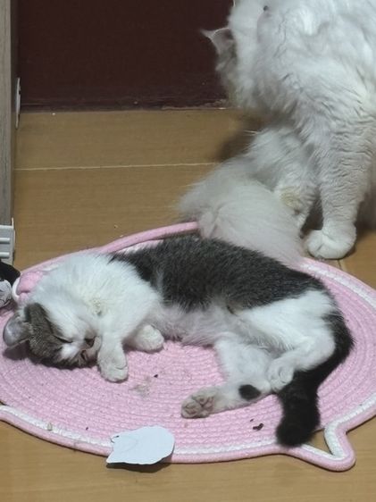 ลูกแมวสก็อตติช ผสม อเมริกันเคิร์ล รูปที่ 4