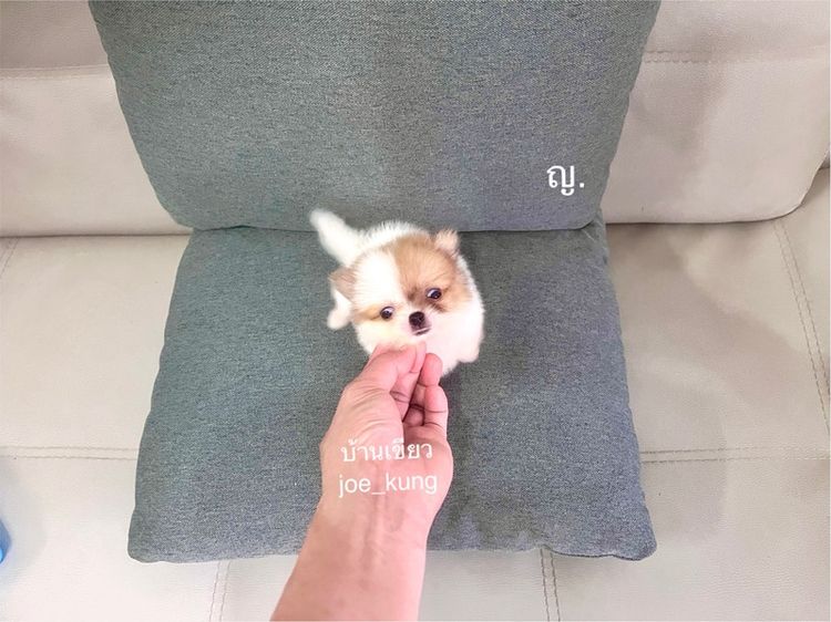 ปอมเมอเรเนียน (Pomeranian) ปอมแท้ตัวจิ๋วๆ