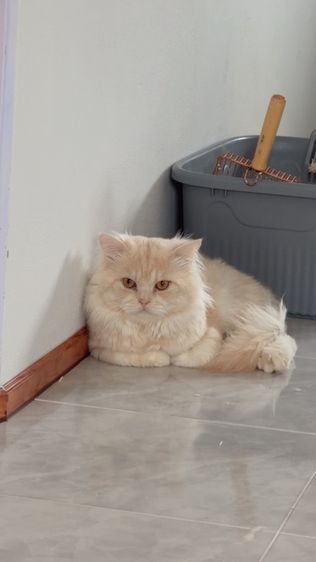 พ่อพันธ์ เปอร์เซีย