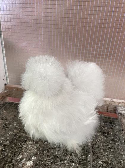 ไก่