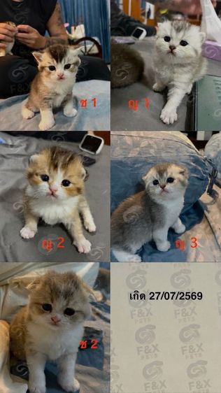 สก็อตติช โฟลด์ (Scottish Fold) สก๊อตติช