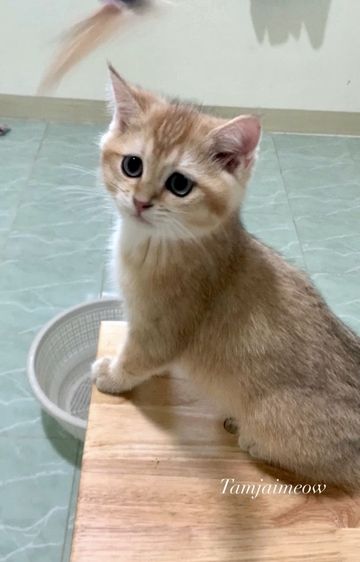 บริติช ชอร์ตแฮร์ (British Shorthair) British Shorthair พร้อมย้าย • ใบเพ็ด WCF • วัคซีนครบตามวัย • จากฟาร์มจดทะเบียน Aoivelle