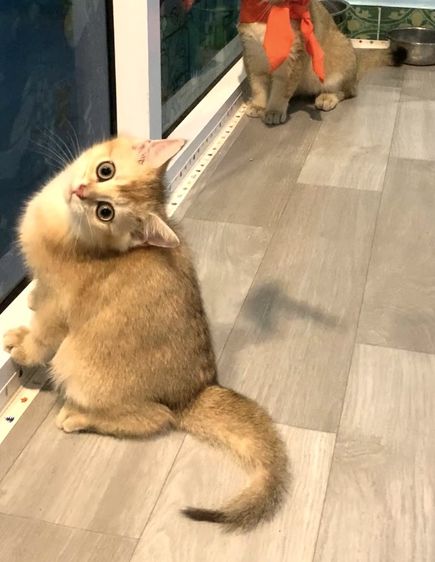 บริติช ชอร์ตแฮร์ (British Shorthair) British Shorthair พร้อมย้าย • ใบเพ็ด WCF • วัคซีนครบตามวัย • จากฟาร์มจดทะเบียน Aoivelle