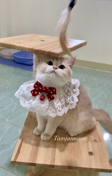 บริติช ชอร์ตแฮร์ (British Shorthair) British Shorthair พร้อมย้าย • ใบเพ็ด scfc • วัคซีนครบตามวัย • จ