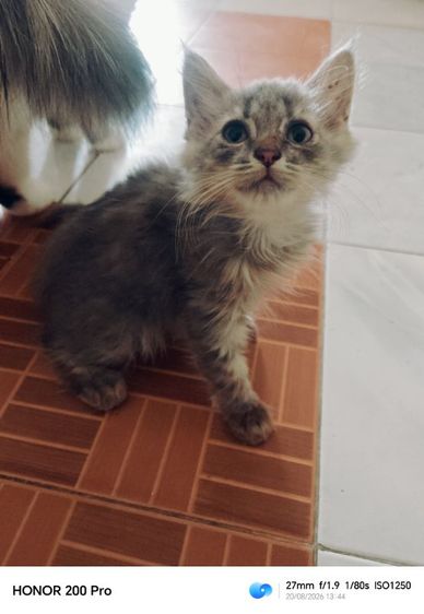 แมวเปอร์เซียสกอตติช