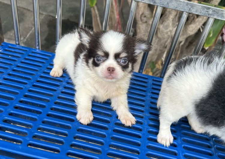ชิวาวาขนยาวหัวแอ๊ปเปิ้ล ขาสั้นตัวสั้น