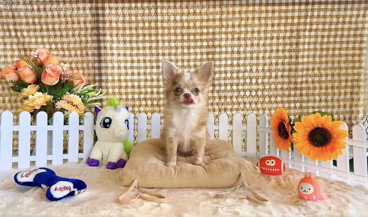 Chihuahua แท้ (ชิวาวา)