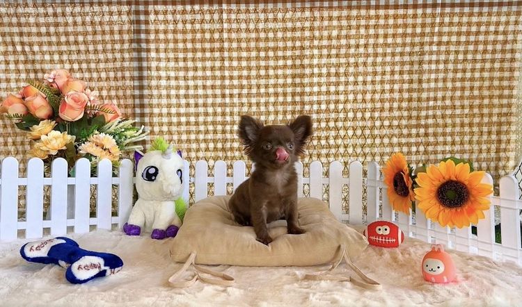 Chihuahua แท้ (ชิวาวา)