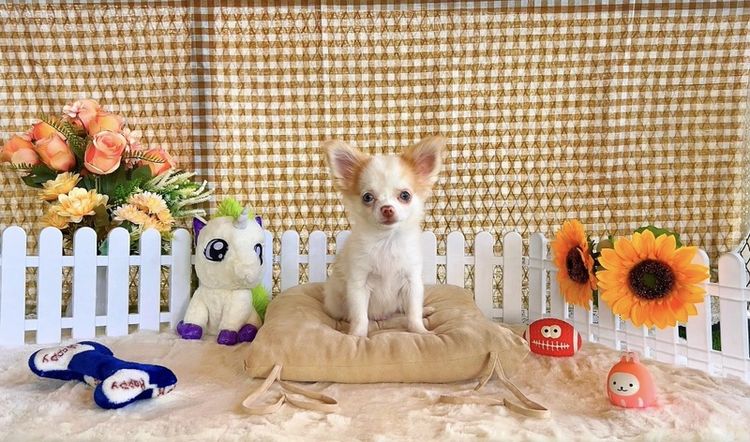 Chihuahua แท้ (ชิวาวา)