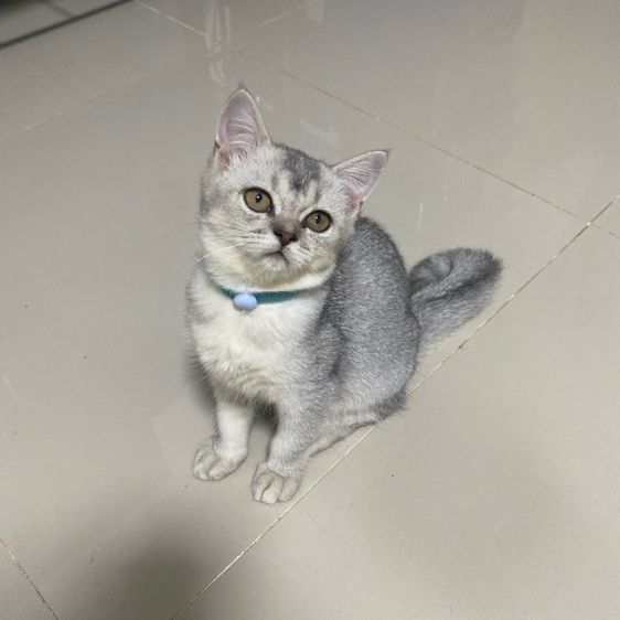 สก็อตติช โฟลด์ (Scottish Fold) แบ่งเลี้ยงน้องแมว1500฿