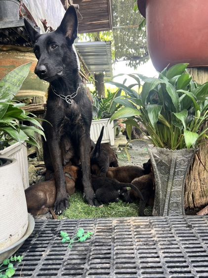 Belgian Malinois