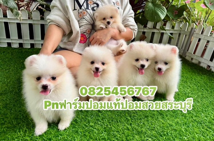 ปอมแท้ราคาถูก
