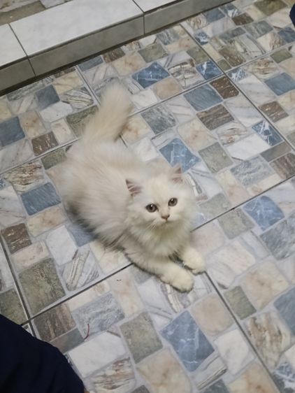 ลูกแมว