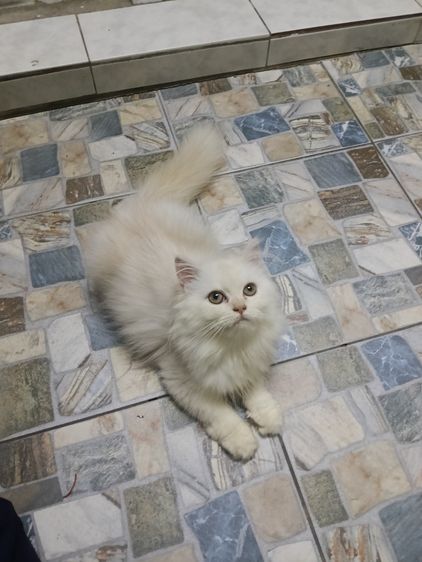 ลูกแมว รูปที่ 2