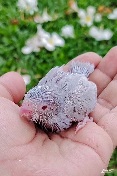 ฟอพัสสีแปลก หายากเพิ่งเคยเห็น