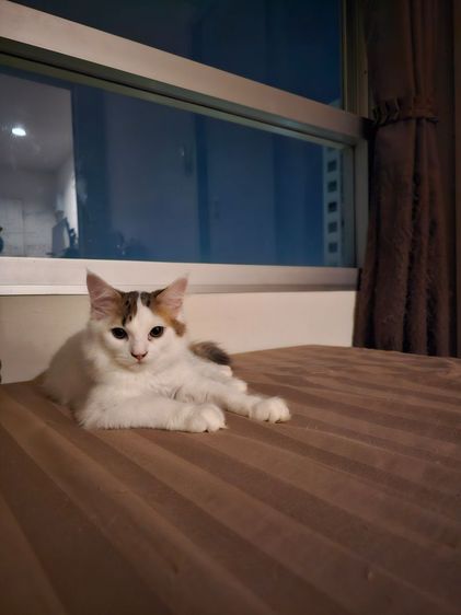 เมนคูน (Maine Coon) ลูกแมวเมนคูนผสมเปอร์เซีย เพศเมีย
