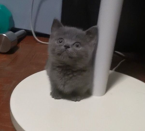 มันช์กิ้น (Munchkin) มั้น​กิ้​ขาสั้น​ระบัด0
