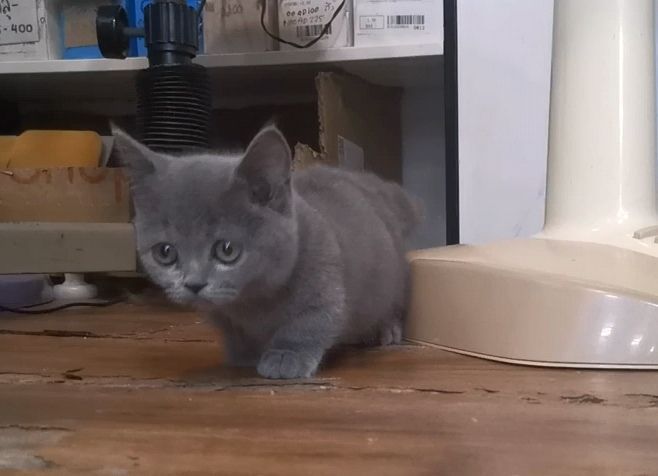 มันช์กิ้น (Munchkin) มั้น​กิ้​ขาสั้น​ระบัด0