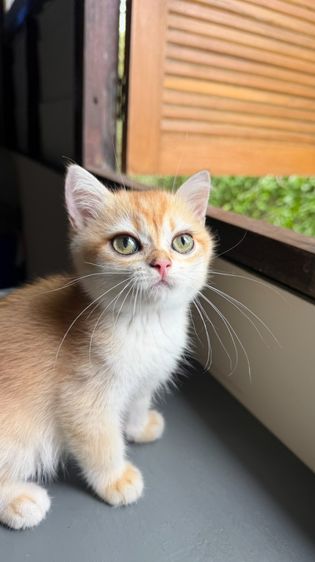 บริติช ชอร์ตแฮร์ (British Shorthair) แมว 