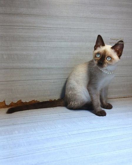 วิเชียรมาศ (Siamese Cat) แมววิเชียรมาศ เพศเมีย ตรวจหัดให้ก่อนย้ายรับประกันเอดส์แมวกับรคีเมียคะ