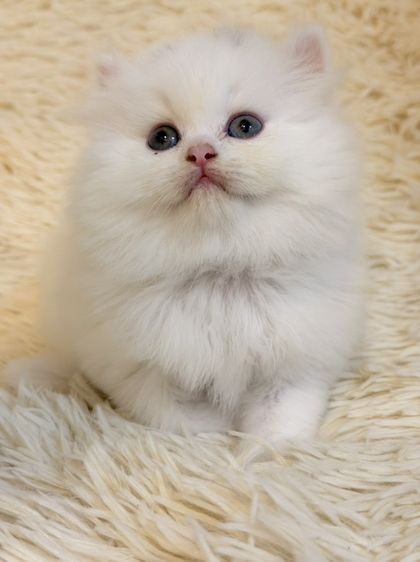 แมวเปอร์เซียสีขาว