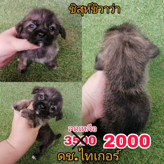 ชิสุ (Shih Tzu) เล็ก งบน้อยทางนี้ เริ่มเเค่ 2000 ชิสุห์ผสมพุดเดิ้ล ชิสุห์ผสมชิวาว่า พร้อมย้าย