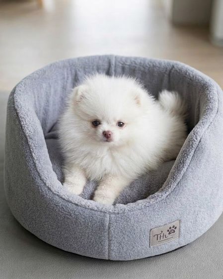 ลูกปอมลูกสุนัขที่บ้านเลี้ยงเอง