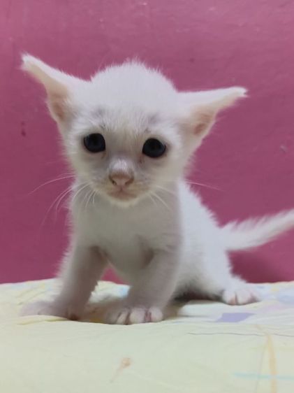 เปอร์เซีย (Persian) ลูกแมวผสมเปอร์เซียไทย ตาฟ้า