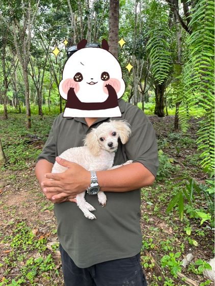 พุดเดิ้ลไซด์ไทนี่ทอย(ทอยเล็ก) ขนแน่น  รูปที่ 12
