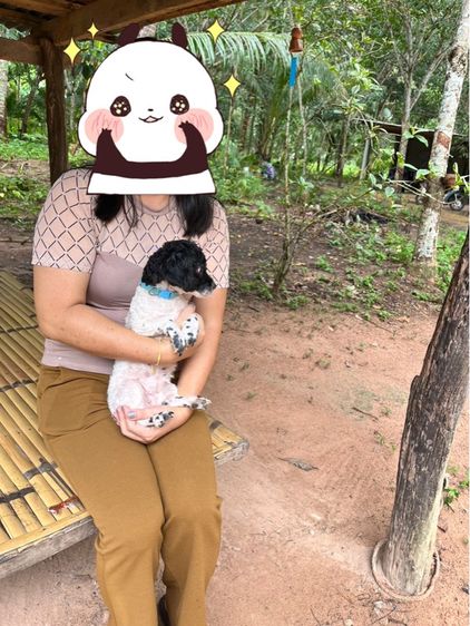 พุดเดิ้ลไซด์ไทนี่ทอย(ทอยเล็ก) ขนแน่น  รูปที่ 10