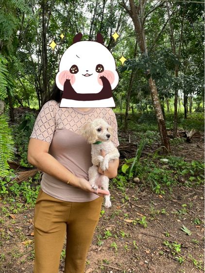 พุดเดิ้ลไซด์ไทนี่ทอย(ทอยเล็ก) ขนแน่น  รูปที่ 11