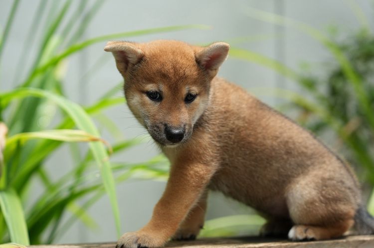 ชิบะ (Shiba Inu) เล็ก ขายชิบะอินุ ญ สายเลือดแชมป์ญี่ปุ่น อายุ 6 สัปดาห์