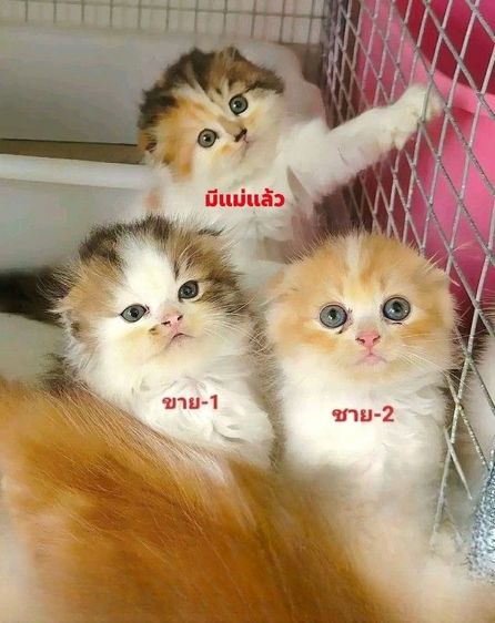 สก็อตติช โฟลด์ (Scottish Fold) สก็อตติช-ลองแฮร์ หูพับขนยาว