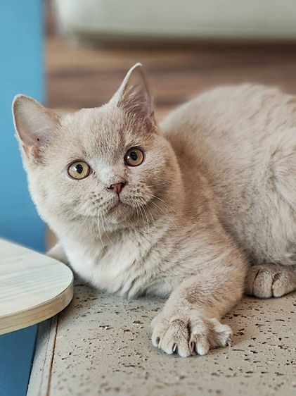 บริติช ชอร์ตแฮร์ (British Shorthair) ลูกแมวบริติช WCF สีไลแลค ชาย