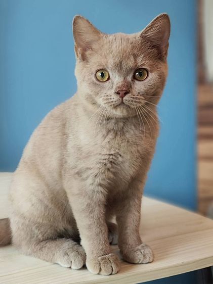 บริติช ชอร์ตแฮร์ (British Shorthair) ลูกแมวบริติช WCF สีไลแลค ชาย