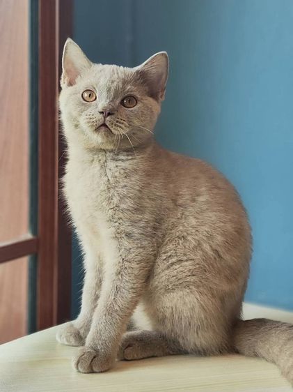 บริติช ชอร์ตแฮร์ (British Shorthair) ลูกแมวบริติช WCF สีไลแลค ชาย