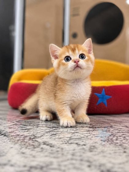 Munchkin Short Leg รูปที่ 3