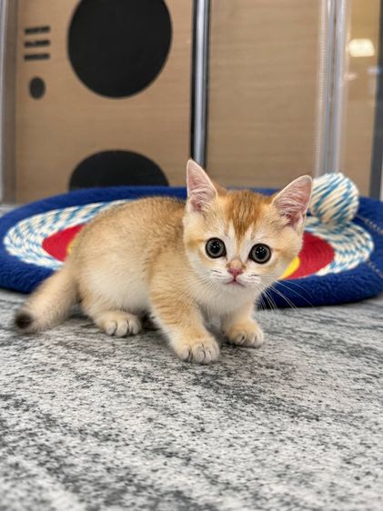 Munchkin Short Leg