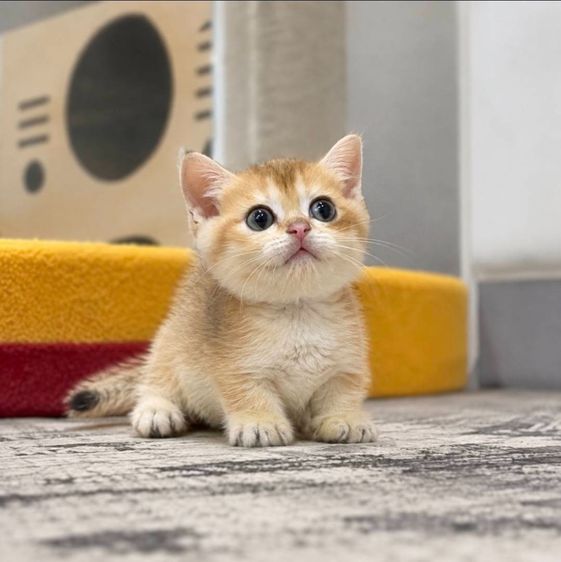 Munchkin Short Leg รูปที่ 2
