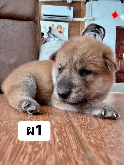 ชิบะ (Shiba Inu) เล็ก ชิบะมาเมะผสมบางแก้ว