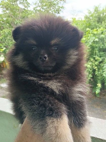 ปอม