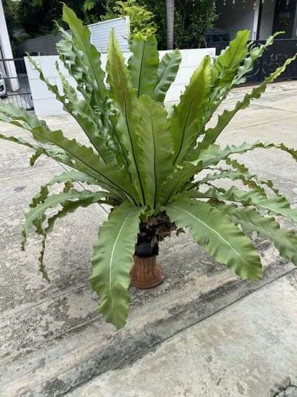 เฟิร์นข้าหลวง (bird's-nest fern)