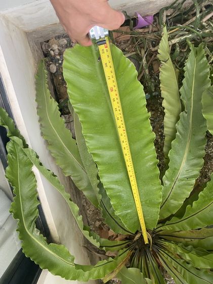 เฟิร์นข้าหลวง (bird's-nest fern) รูปที่ 5