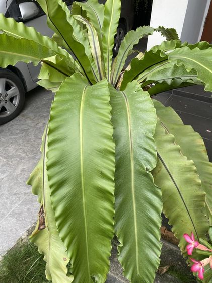 เฟิร์นข้าหลวง (bird's-nest fern) รูปที่ 2