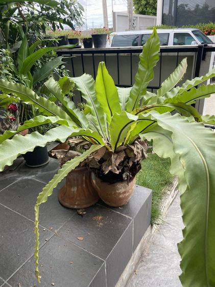 เฟิร์นข้าหลวง (bird's-nest fern) รูปที่ 3